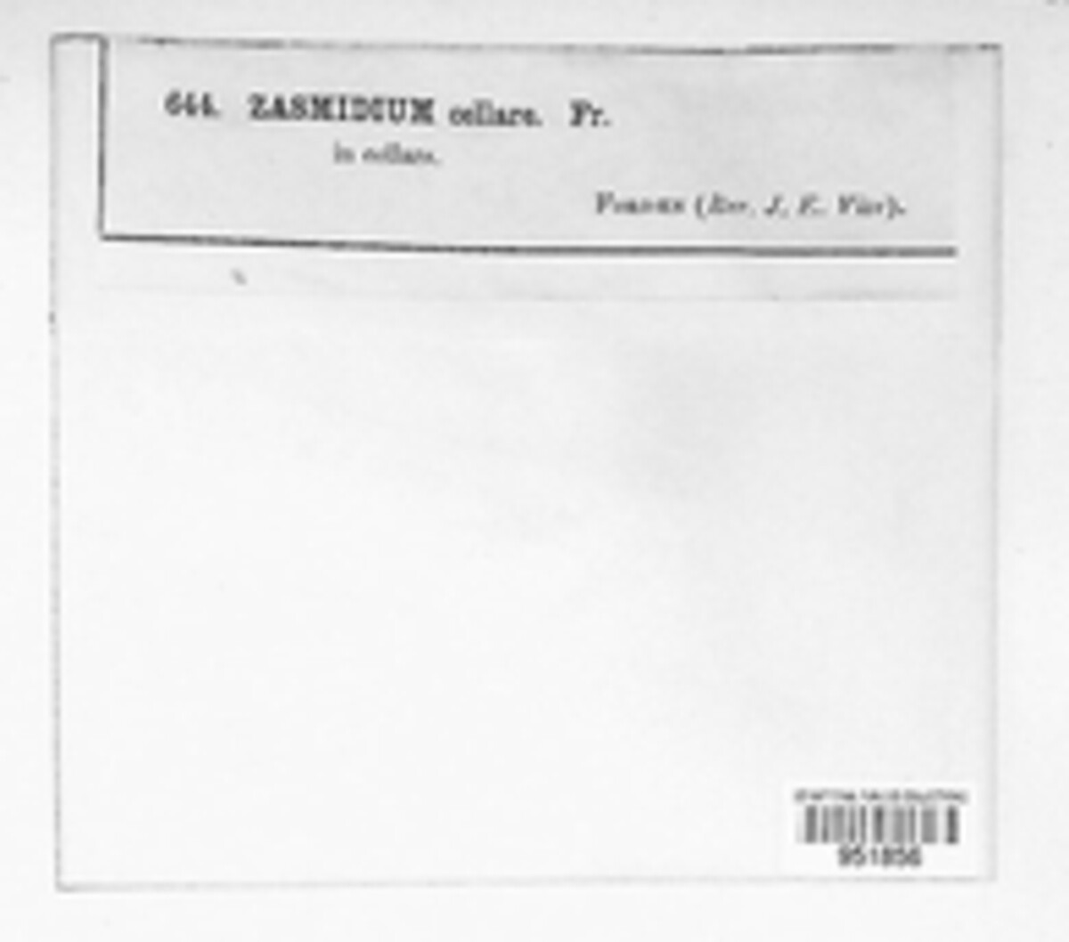 Zasmidium image
